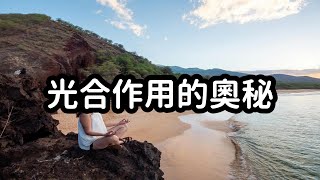 光合作用的力量：大自然的綠色能源 #科普