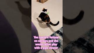 Cat antics #sillycats #cat #catfails #catlover #playtime #play #playcat #funnycats #funny #iloveyou
