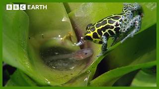 Incredible Poison Arrow Frog Raises Tadpoles in the Treetops | BBC Earth