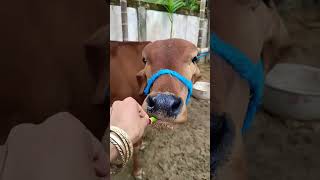 #sapi #comedy #anaksapi #cow #pecintasapi #animasisapi #lucu #funnyfarmanimals #funnyanimals