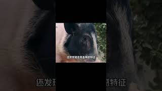 全球智商最高的6種動物，最高者與人類不相伯仲，沒想到豬也躋身其中！ #农村鸟类 #福寿螺敌 #春鲅鱼冷 #伪装鸟类 #海狗交配