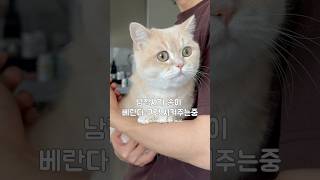 흐뭇한 브로맨스 #먼치킨#고양이#cat#munchkin