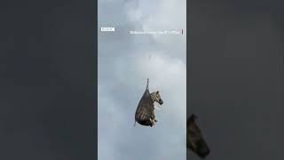 জেব্রার আকাশপথে ভ্রমণ | BBC Bangla