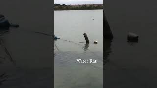 Water Rat (Rakali) Murray Bridge South Australia