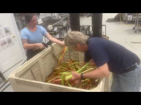 Storm, Fixing Storm Damage, Processing Rhubarb, Welcoming new puppy, HOT weekend.