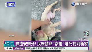 險被安樂死 比特犬"索爾"有新家了!｜華視新聞 20220305