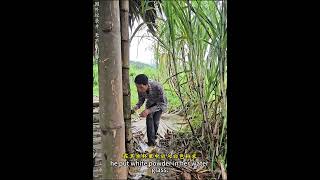 这个男人实在太恶毒了#我的乡村生活#纪录片#越南