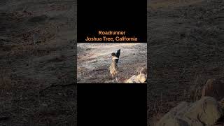 #roadrunners #california #desertlife #desert #birdsofprey #birds #joshuatree
