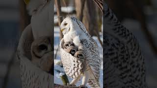Snowy owl mama said 'these are MY babies' 🦉👀 #OwlFamily #SnowyOwl #OwlBabies #SnowOwls
