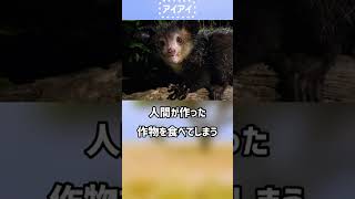 アイアイ　ショートver 【ぴえん過ぎる生き物紹介】