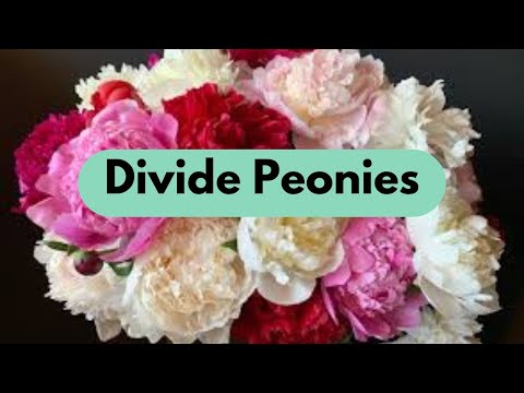 How When & Why To Divide Peonies