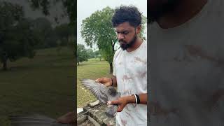 Kabootar king #kabutar #pigeon #pigeons #birds #kabootar #pigeonpose #pigeonlove #kabutarbazi
