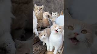 himalaya cat's amazing views 🐈🐈