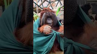 The smartest animal in the world #shorts #animals #orangutan