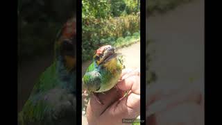 Crimson fronted  barbet Bird | srilankan Bird | sujan explore