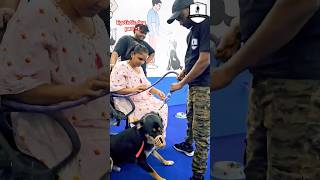 How to calm aggressive and dominating dog