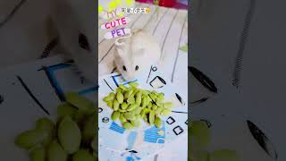 鼠鼠進食中#南瓜籽#cute #pets #animals #可愛い #shorts