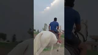 #stallion #horsecare #horselove #horse #horseriding #horseriding #horse #horsecare #stallion #horse