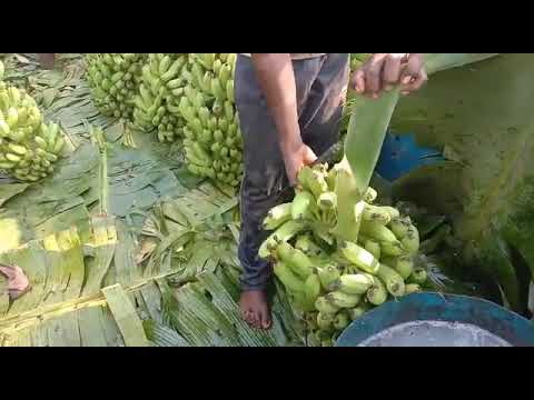G9 banana export ready processing www.thanuconnects.com/thanusree exim