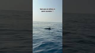 Tour de observación de delfines en puerto escondido #oaxaca #delfines   #puertoescondido #tour #pxm