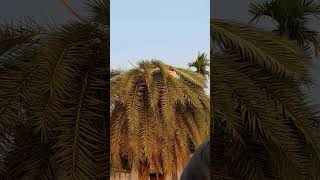 khajur vangha #minivlog #trending #shorts #viral