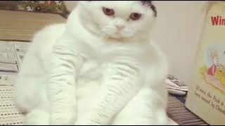 Cool video, short and funny, jokes and laughter 13