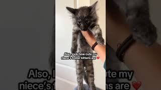 Remember our old foster kitten Salt?? #kitten #cat #kitty #catlover #love #cute #kittycat #cats