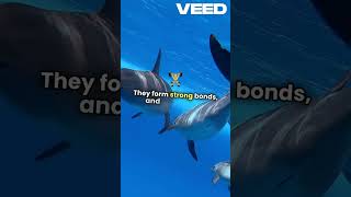 Dolphins  The Whistle Language Explained! #DolphinWhistles #WhistleLanguage #DolphinCommunication