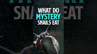 What Do Mystery Snails Eat | Mystery Snail food