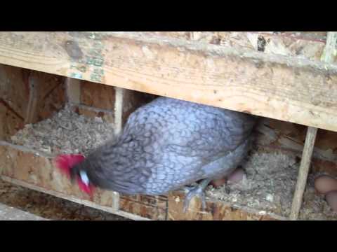 Happy Chickens at Sapsucker Farms