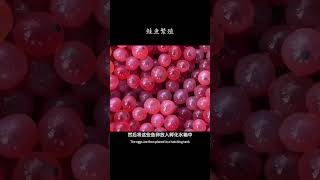 看似剖腹取卵实则是在繁殖新的生命 #科普