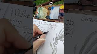 #naturejournal #naturejournaling #naturestudy #naturewalk #nature #explore #botanicalsketch