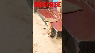 snake passing video #snake #snakepass #snakelife #shorts #video #farming #cultivation #garden #cat