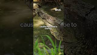 Woman killed by alligator while canoeing in Florida