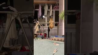 Agent cat #cat #cats #interesting #catlover #fyp #viral #foryou