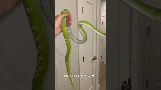 #pets #reptile #ballpython #youtubeshorts #greentreepython #python #pet #animal #funny