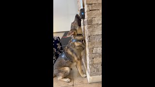 We’ve done tons of videos about service dogs vs