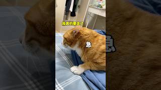 麻麻变成老太婆，妈宝变成妻管严，我是经历了啥 #cat #喵哥是萌新 #pets #人類迷惑行為 #cute #funny #cutecat #专治不开心 #貓咪 #可爱