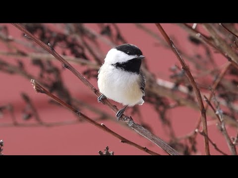 a Female black-capped chickadee , oh how lovely