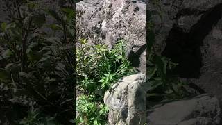 landscape and river side #hillview #riverside #flutemusic #calmmusic
