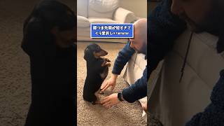 If you grin at the sight of a dachshund, you lose lol #dachshund #dog #life with a dog #cute #pet...