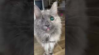 What about now? #cutecats #cats #catlover #specialpets #catlady #fyp #explore
