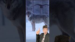Wolves and Ravens
