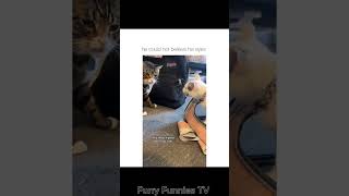 Why We Love Pets: Pure Comedy Gold! #shortvideo #shortsvideo #shorts
