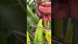 Prune the corn whiskers. Good tools to improve work efficiency