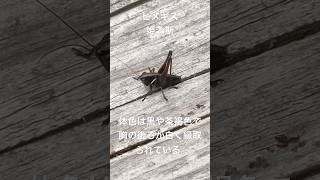 ヒメギス #螽斯 #キリギリス #バッタ目 #昆虫 #雑食 #Eobiana_engelhardti_subtropica