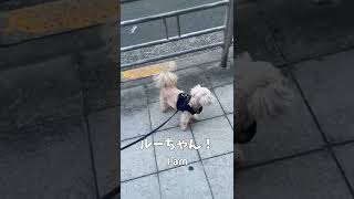 心配する犬 【関西弁でしゃべる犬】#290 worried dog 【Dog talking 】 #shorts