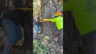 Hobbs H2 Setup #stihl #echo #husqvarna #chainsaw #arborist #device #treework #treeservice #pinetree