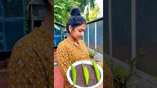 Today special പച്ചമുളക് അച്ചാർ😜/pachamulak achar