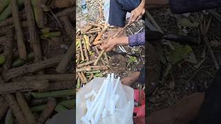 Fun Job With This Rice-- Paper Plant Herbal Medicine  #plants #asmrvideo